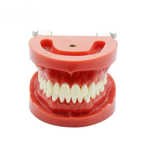 نموذج أسنان قياسي قابل للإزالة (نيسين)