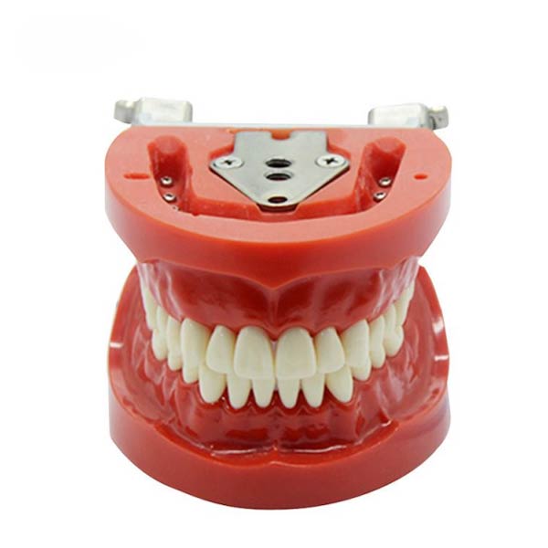 ‎ نموذج أسنان قياسي (نيسين) ‎