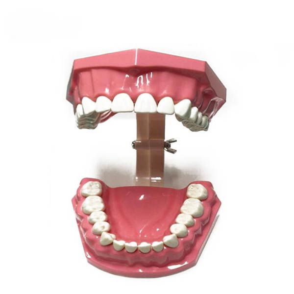 النموذج التوضيحي لتنظيف أسنان البالغين (28 أو الأسنان)