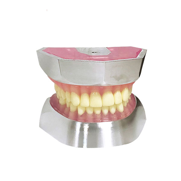 نموذج استخلاص أسنان راتنج (32 أسنان فقط)