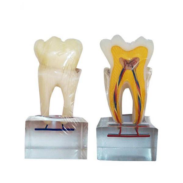 نموذج تشريح الأسنان العادي ست مرات